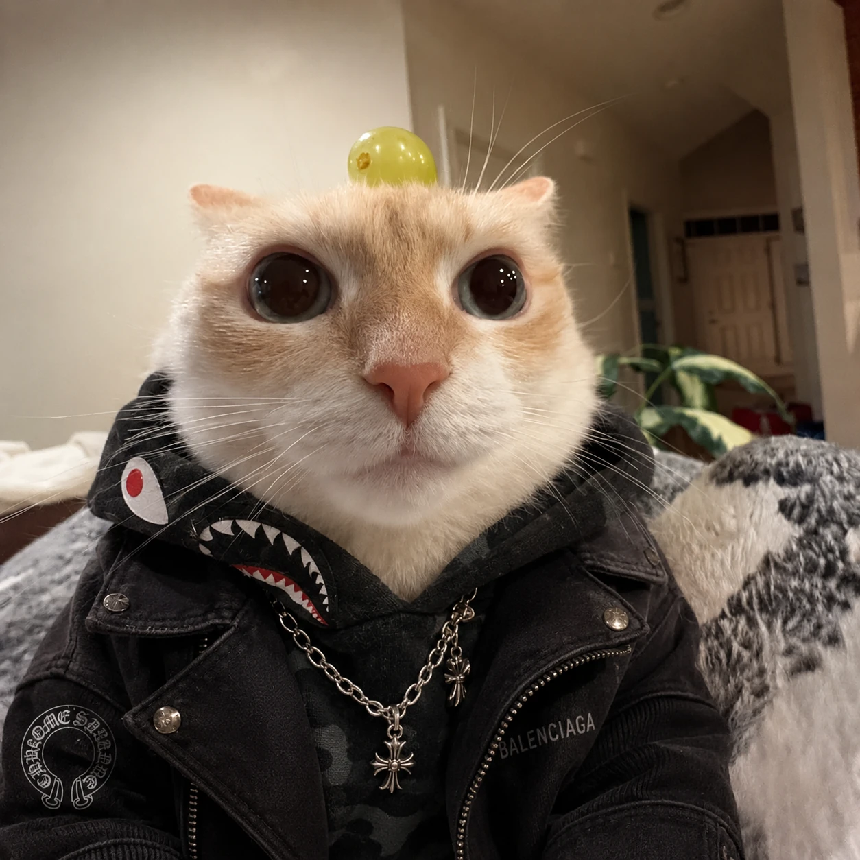 Grape cat detail